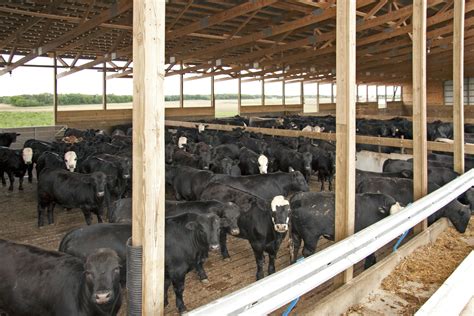 Beef barn - Our beef barns help you decrease your operating labor and reduce manure management costs. Lester Buildings has been the go-to cow barn company for nearly 75 years. We …